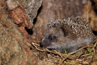 Erinaceus europaeus (Riccio comune)